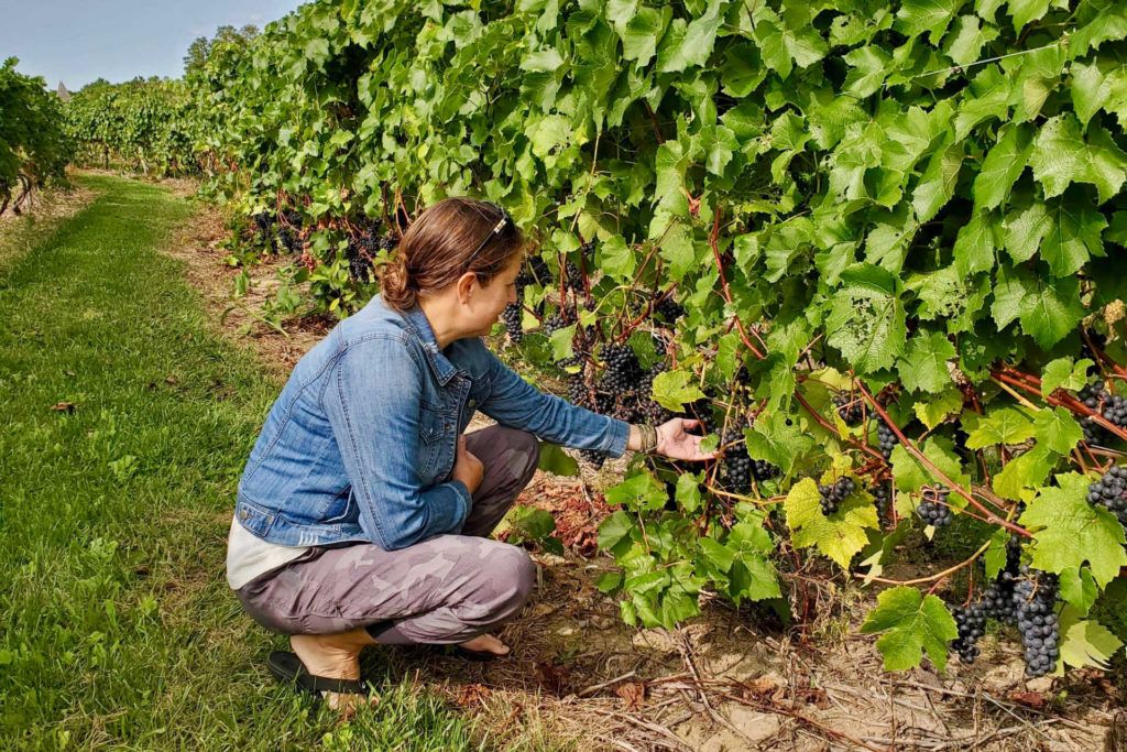 Tamara checking out grapes at Magnus Ridge winery