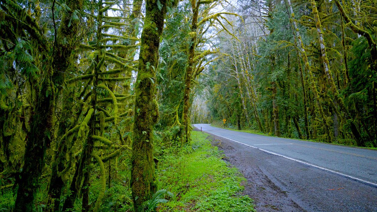 Hoh Road in Olympic National Park