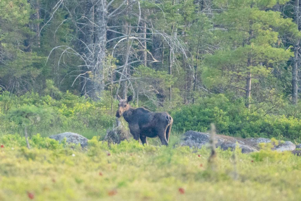 moose in the woods