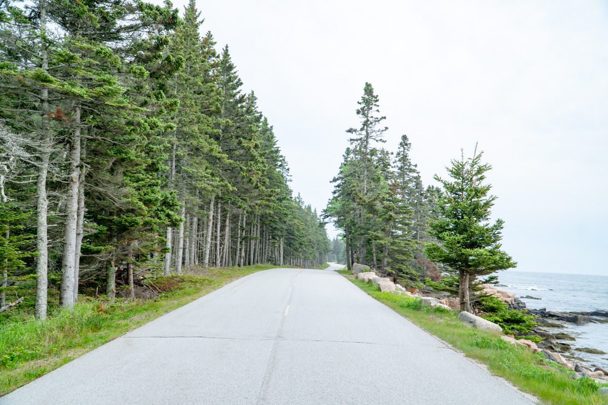 Road through pine trees on the Schoodic Peninsula