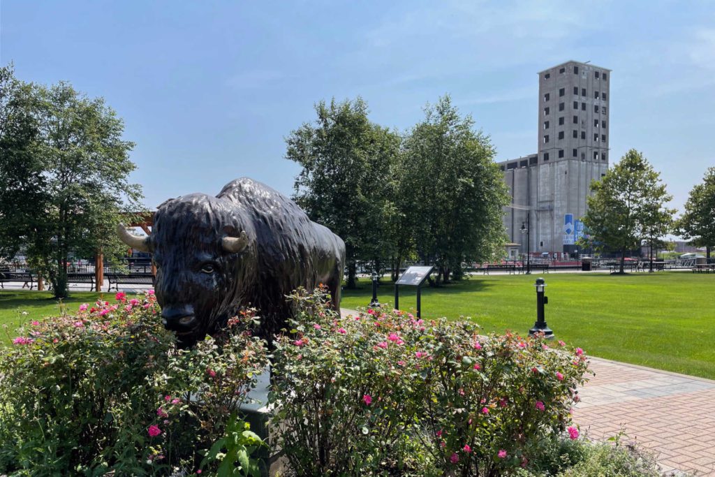 Buffalo statue in park with buildings in the background