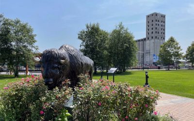 Buffalo statue in park with buildings in the background