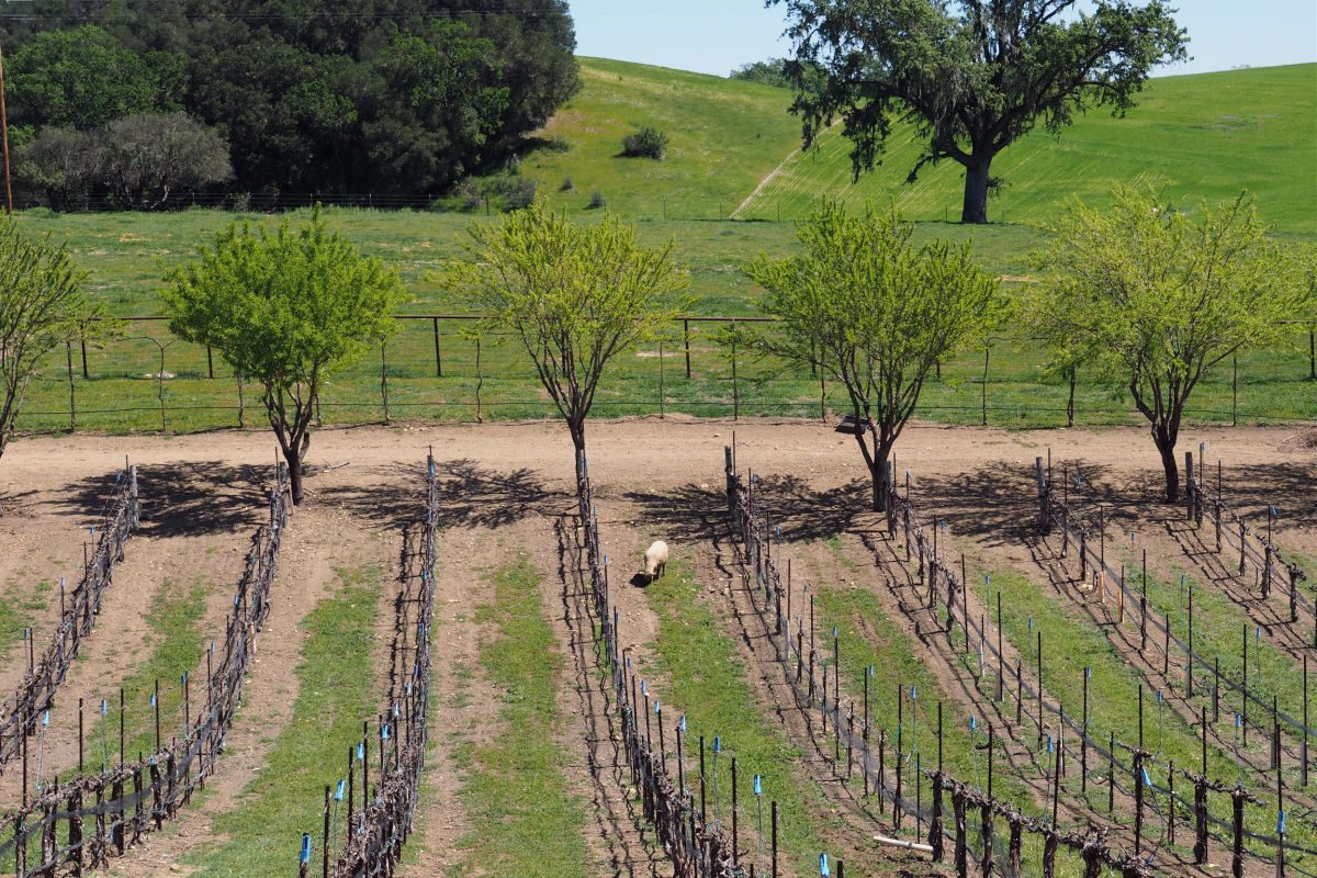 Vineyard and sheep at Oso Libre Vineyard in Paso Robles