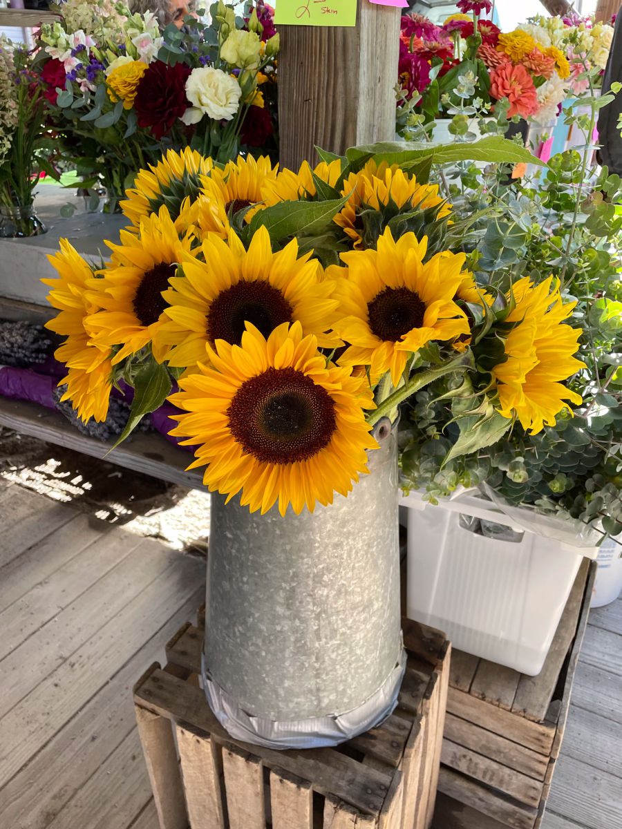 sunflowers in silver metal pitcher