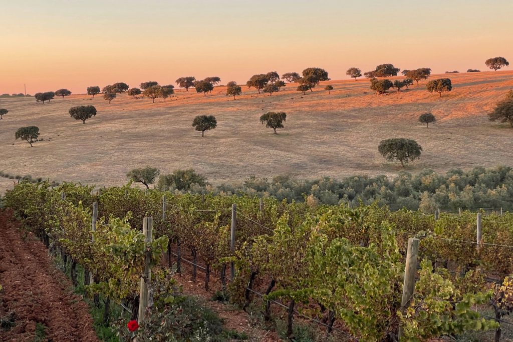 Malhadinha vineyard and hill with trees at sunset