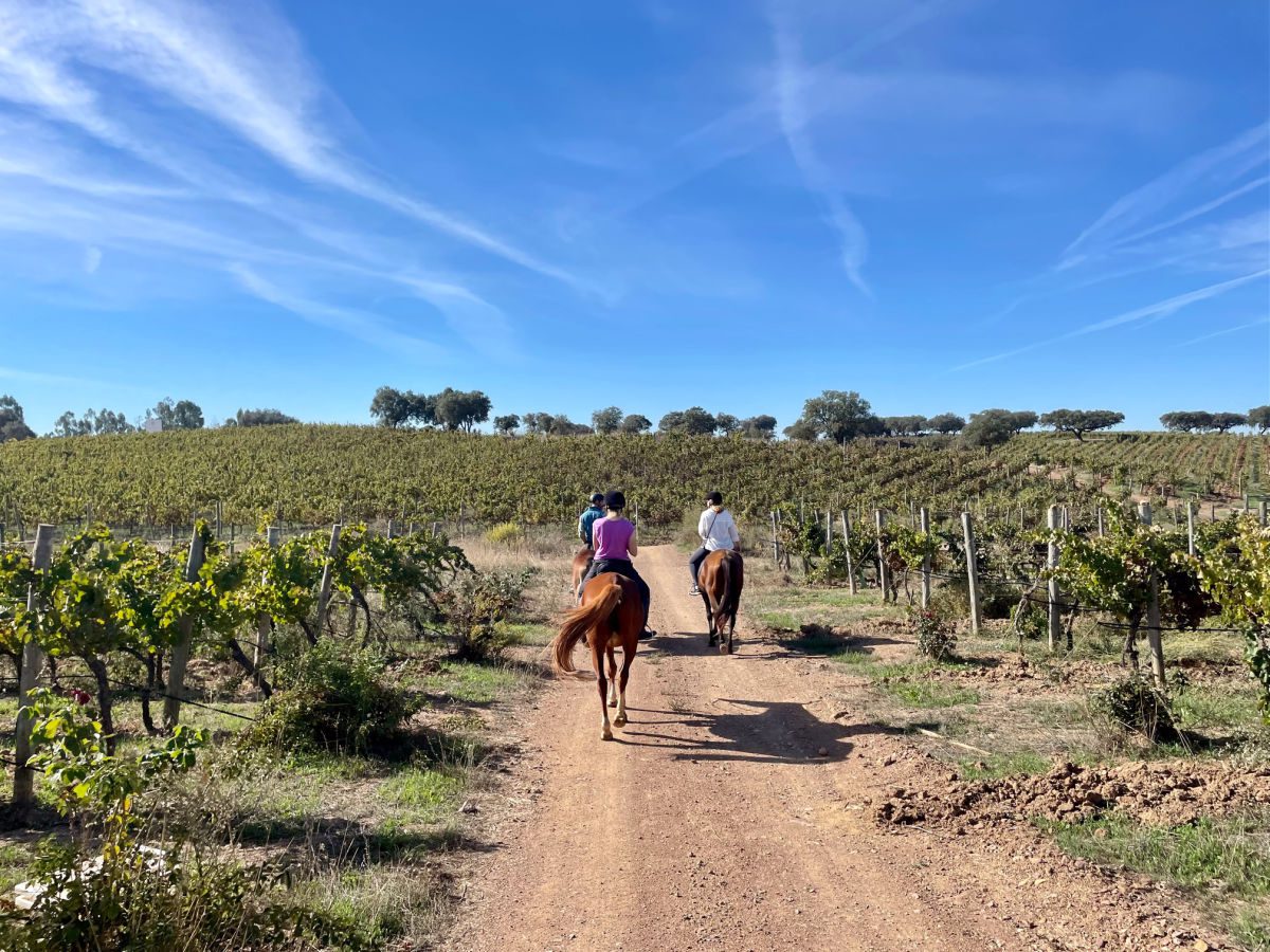 Three people on horseback in a vineyard