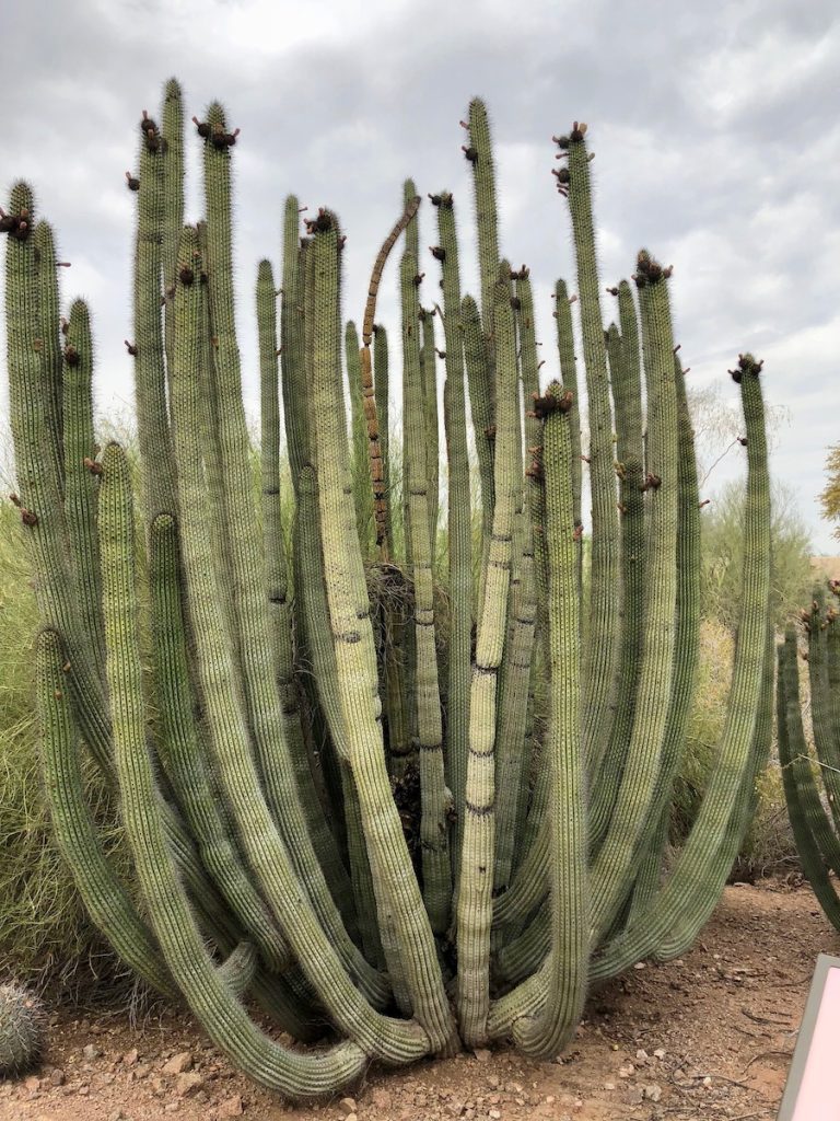 Large multi-armed cactus at the Desert Botanical Garden