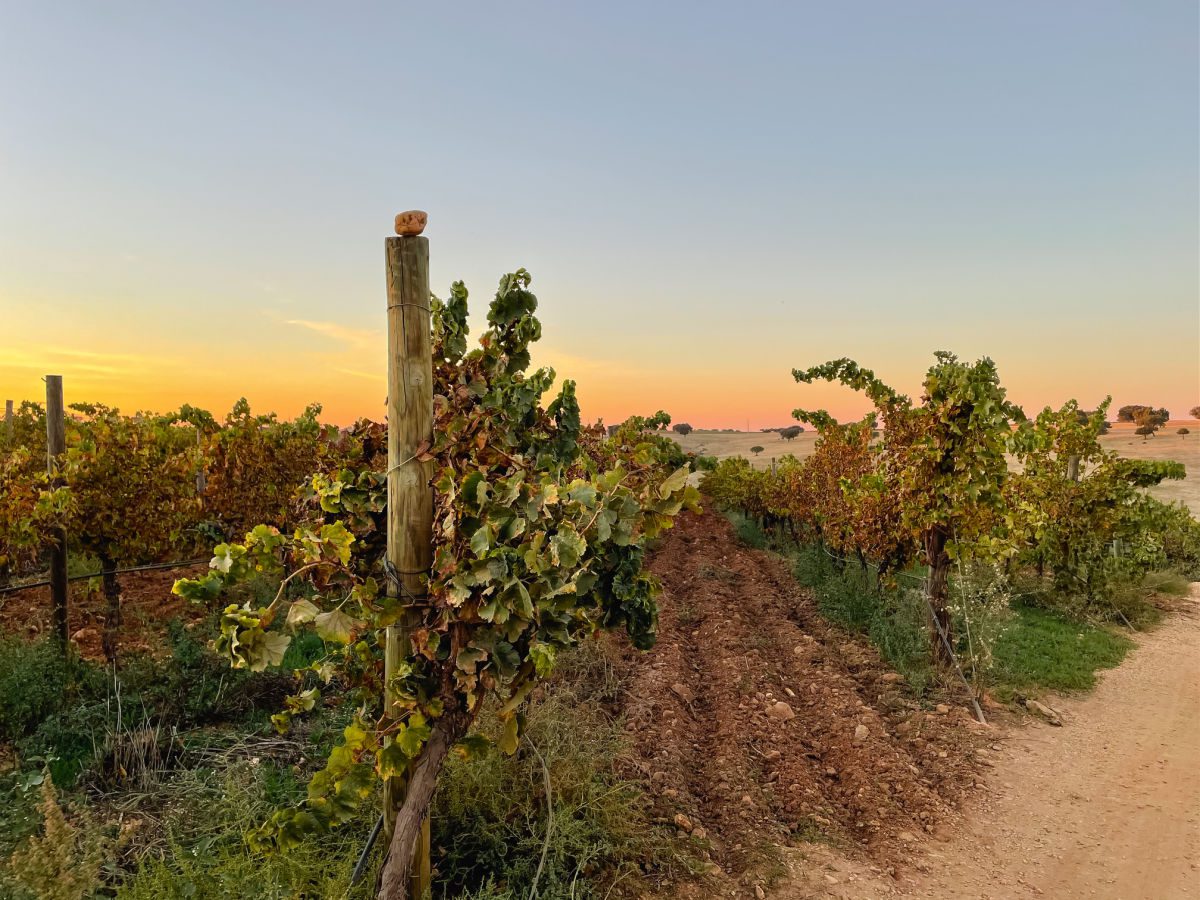Vines in a vineyard at sunset
