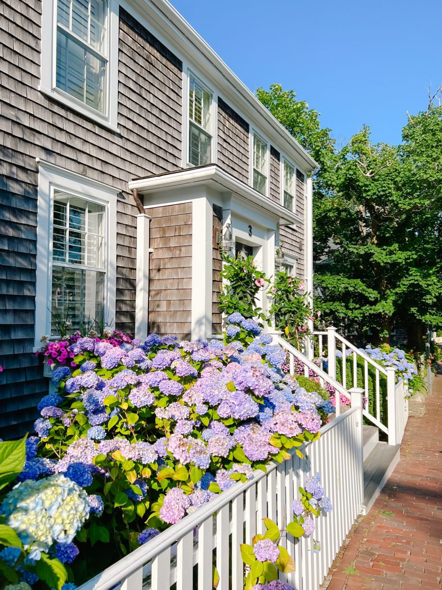 Hydrangeas in front of grey cedar shingle house on Nantucket