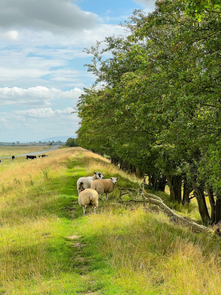 Sheep along the Hadrian's Wall Path