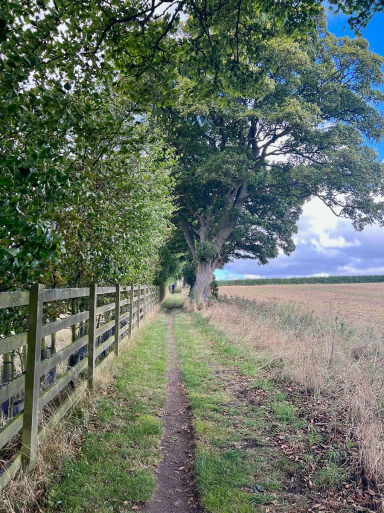 Path along a fence and trees