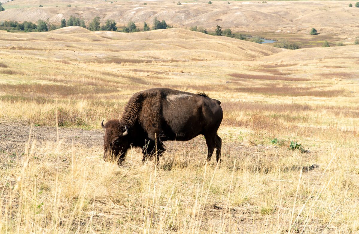 Bison in field of yellow grass