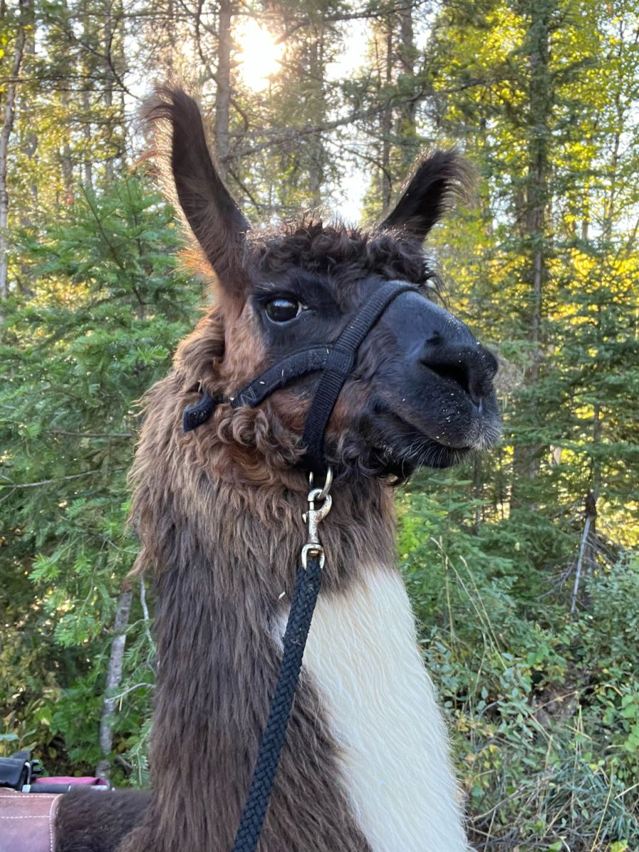 Llama head and neck close up