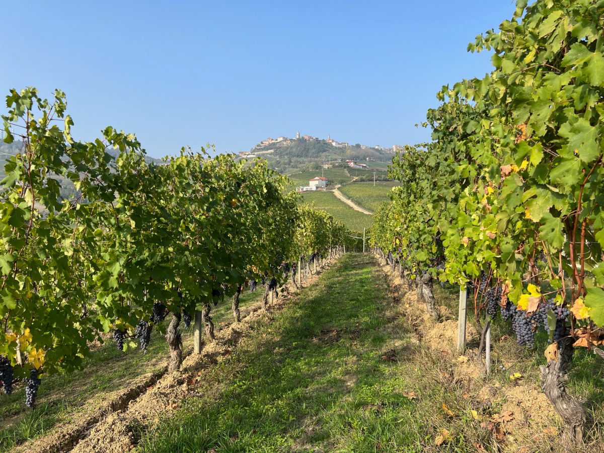 Rows of vines with La Morra in the background