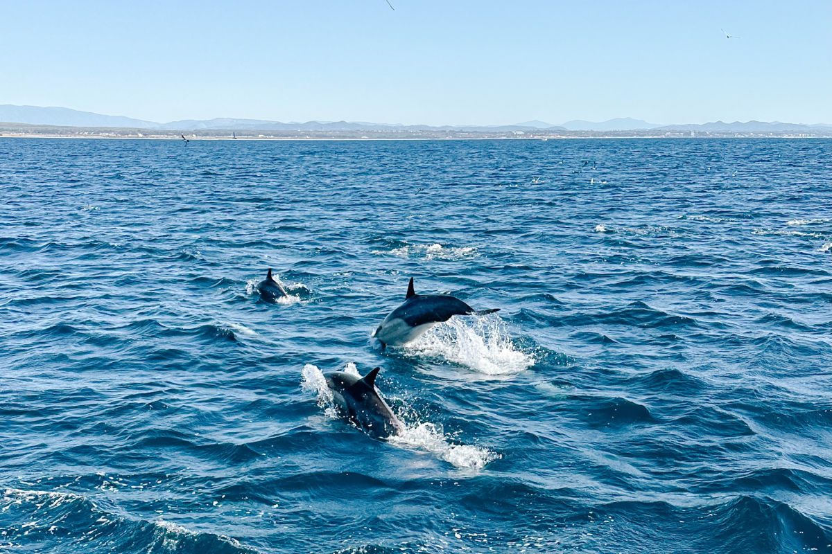 3 dolphins jumping out of the water off the coast of Oceanside