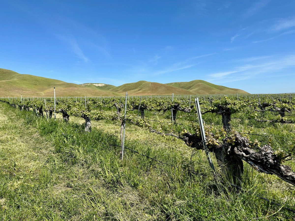 Chenin blanc vines on Avenalas Ranch