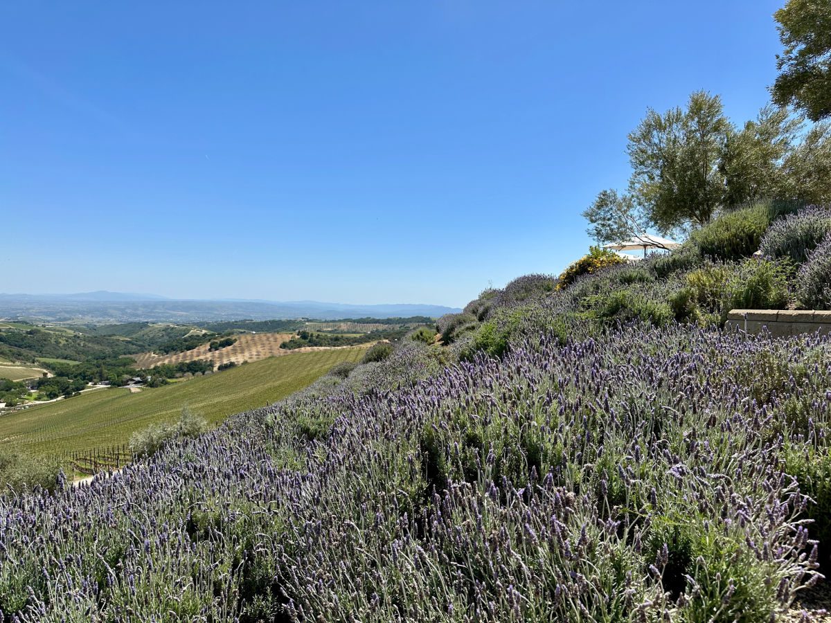 Lavender at Daou Vineyards