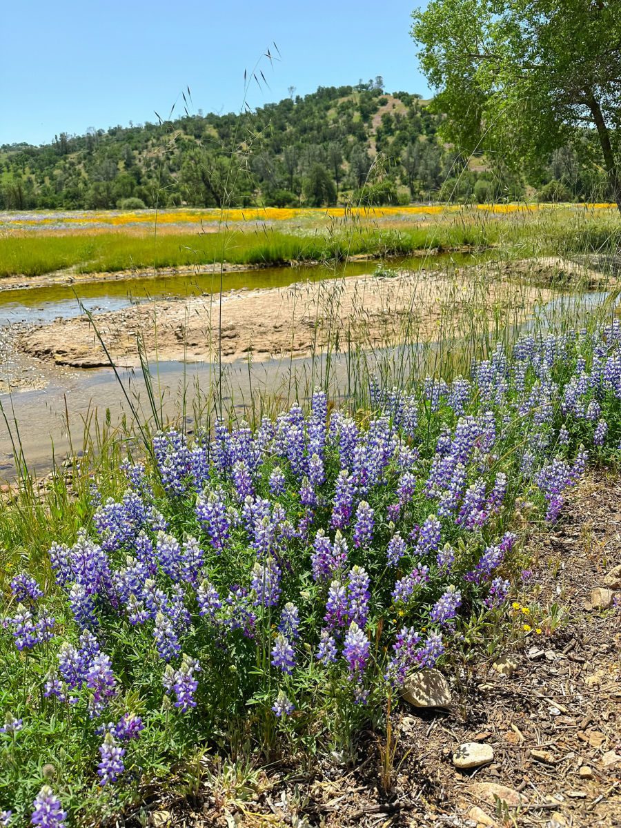 Lupines next to creek