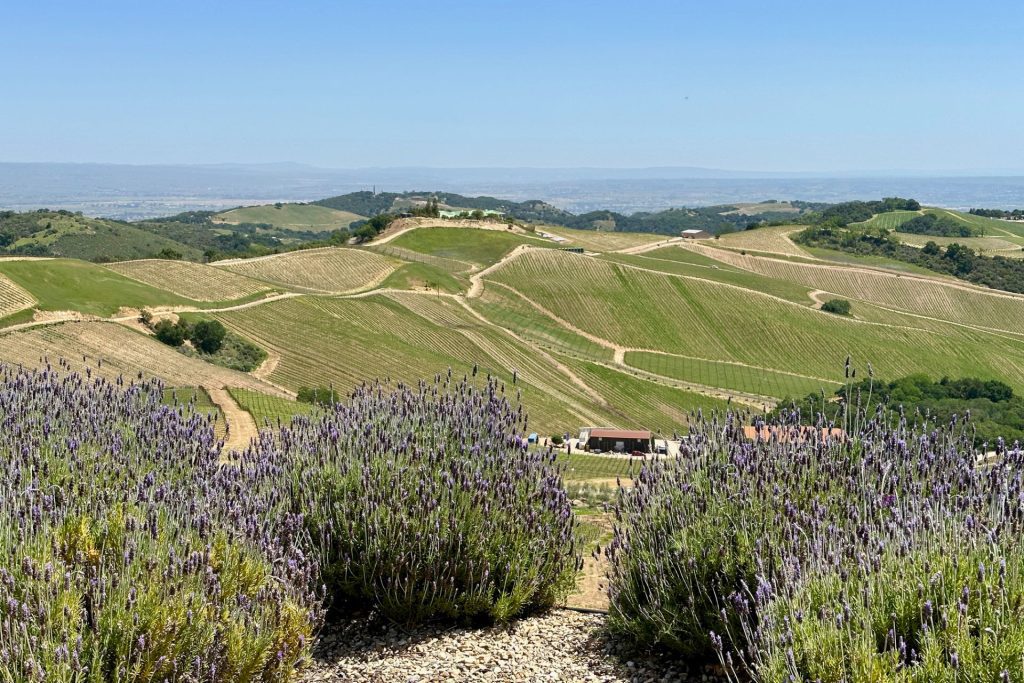 Paso Robles itinerary - hills with vineyards and lavender