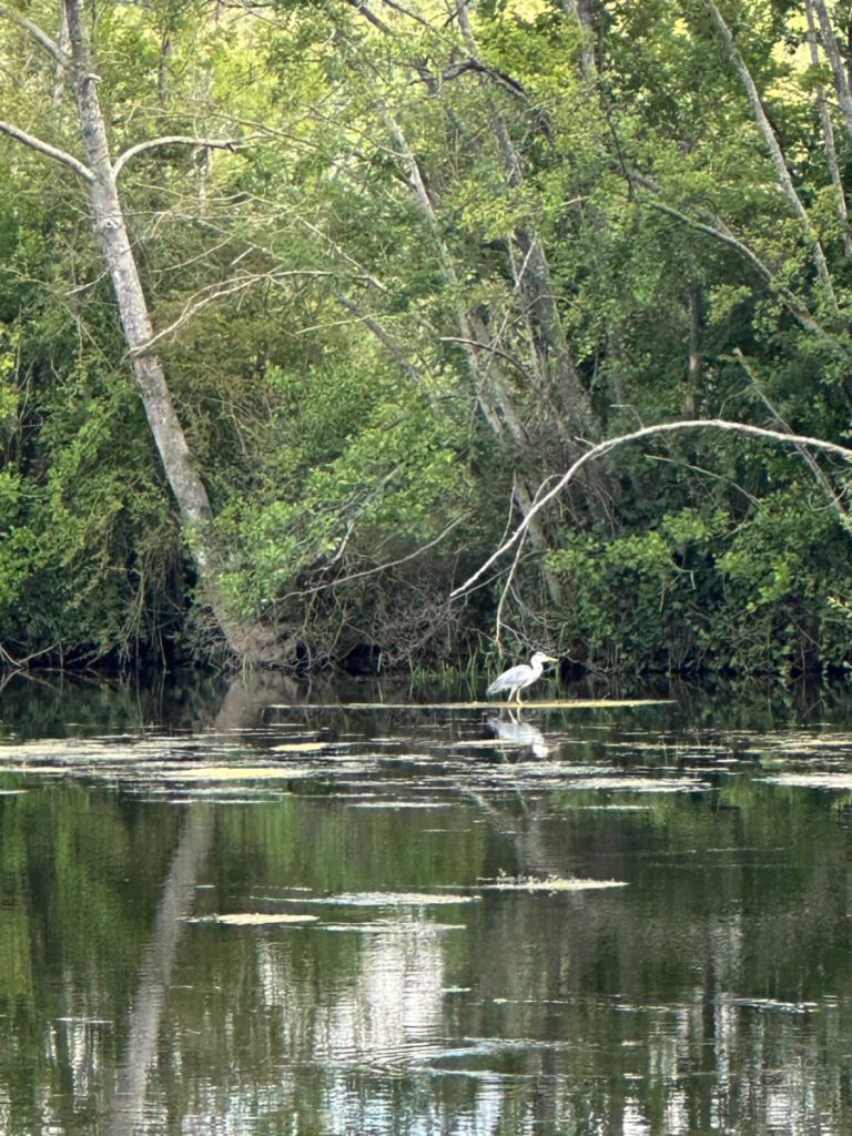blue heron on canal
