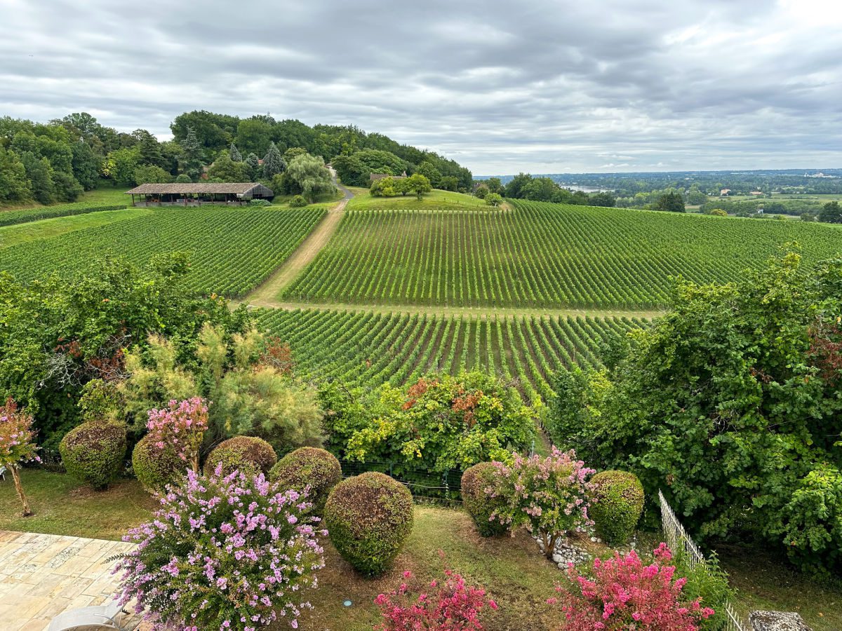 Vineyard view from Chateau La Riviere