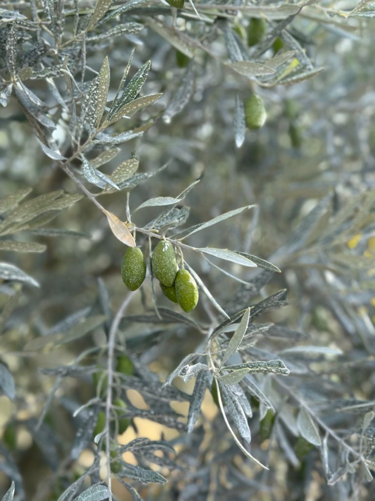 Olives on tree close up