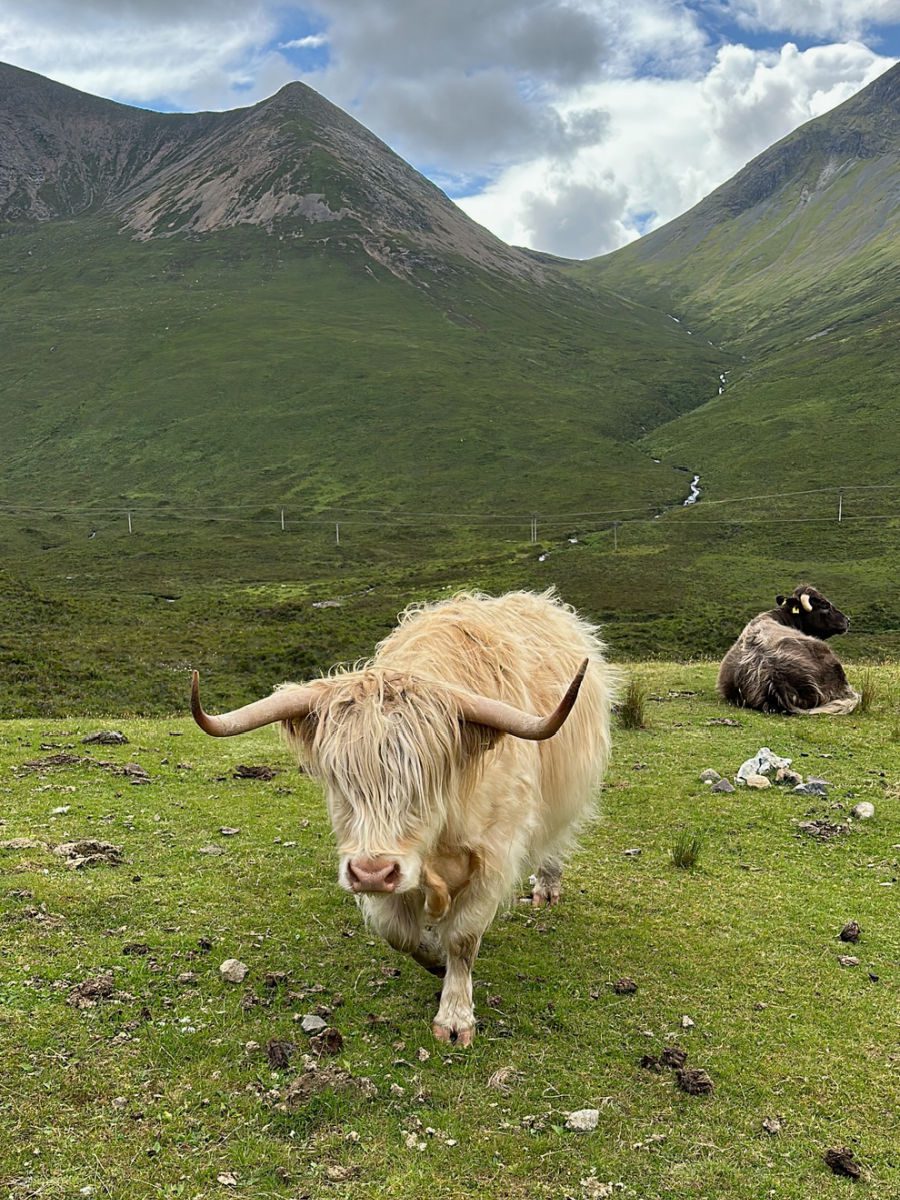 Hairy Coo on Isle of Skye - Scotland Road trip