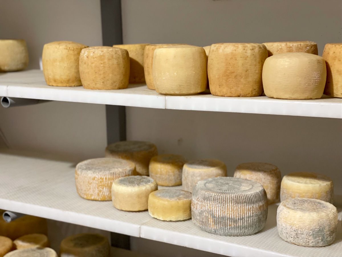 Cheese wheels on shelf