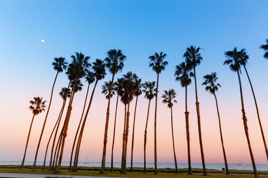 Sunset and palm trees in Santa Barbara