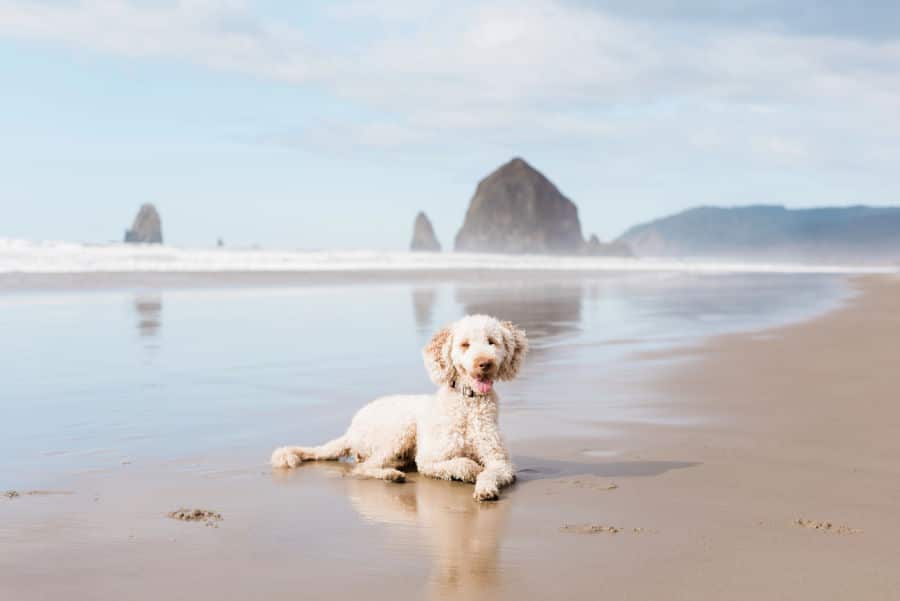 Dog on Cannon Beach oregon