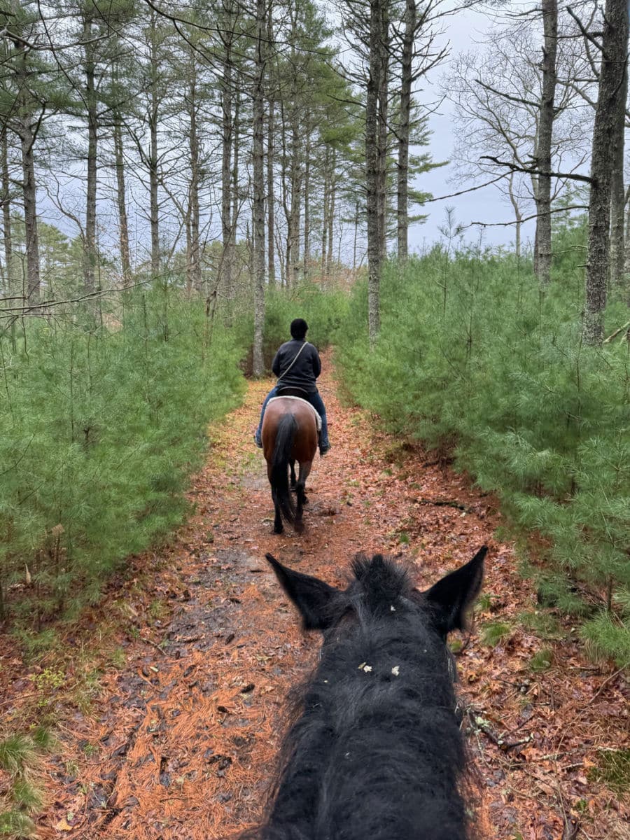 Horses on trail through the woods