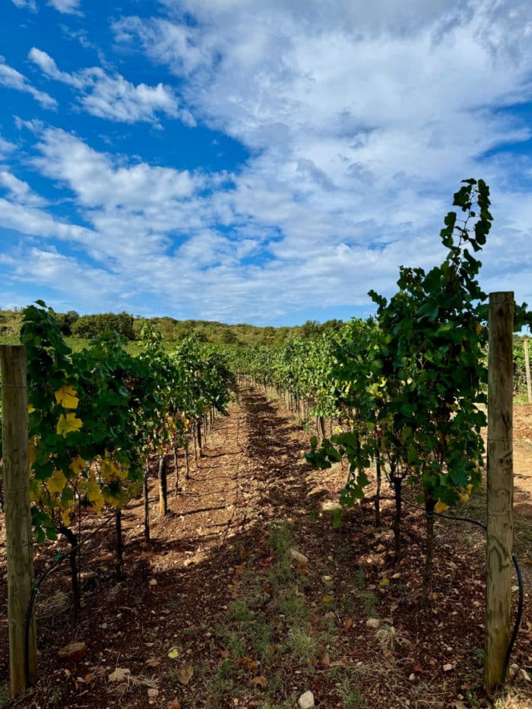 Meneghetti vineyard