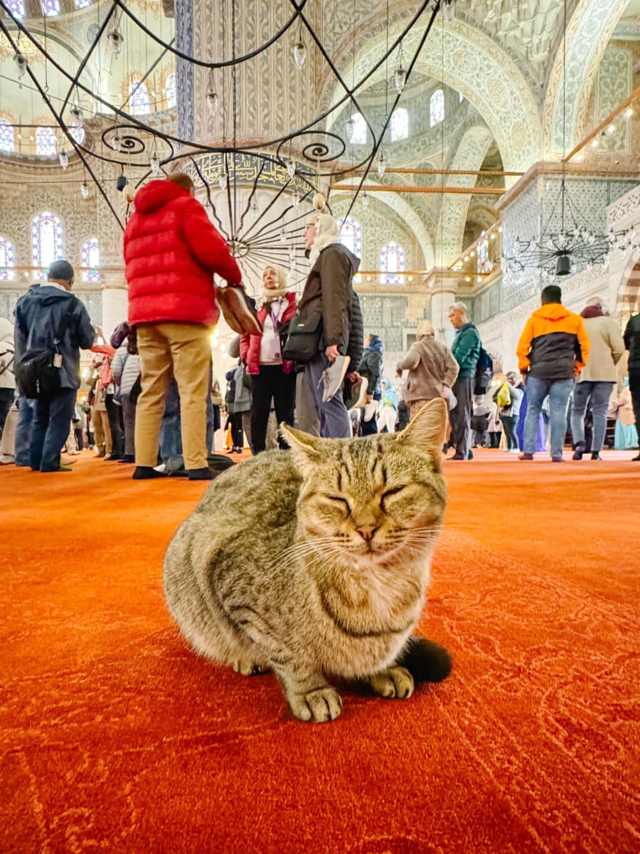 Cat on the carpet in the Blue Mosque