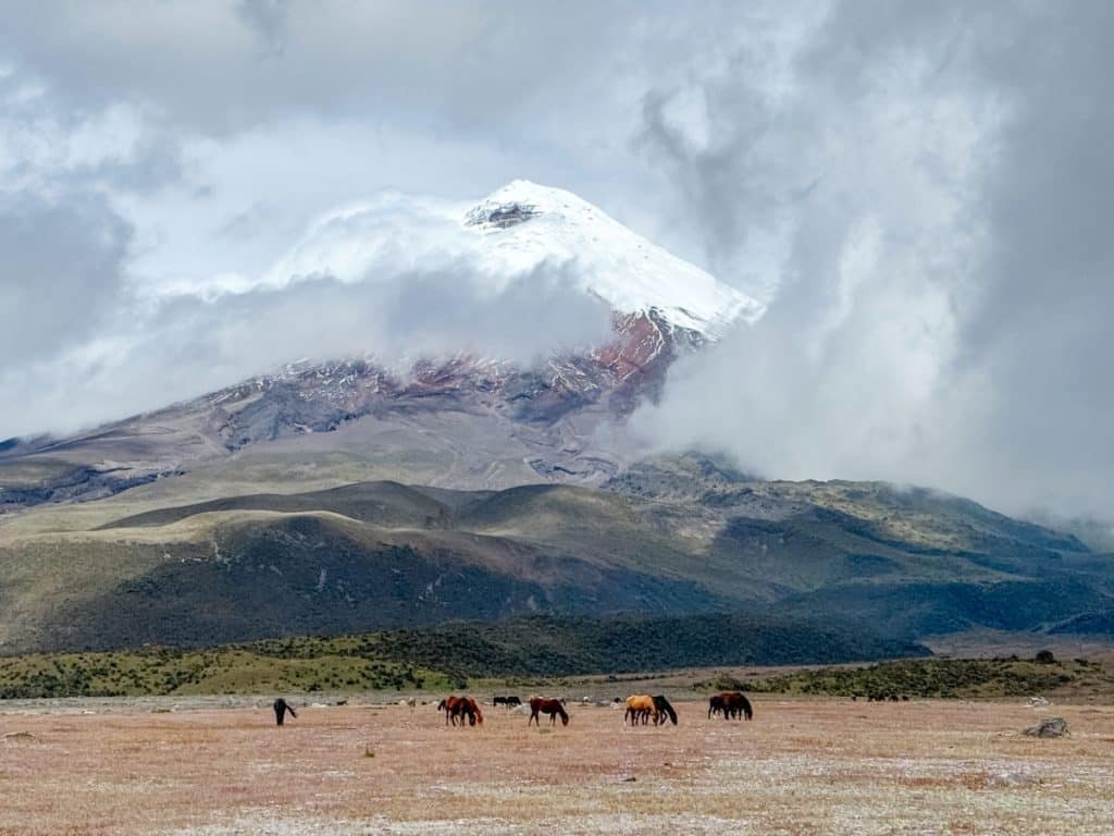 horses at Cotopaxi National Park in Ecuador