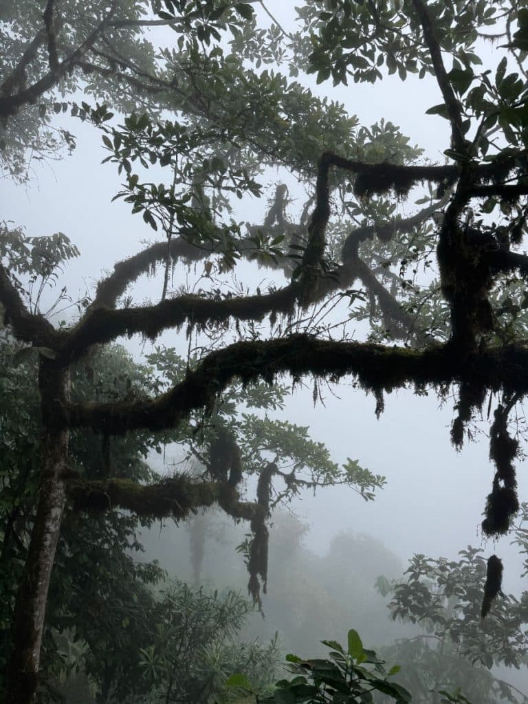 Mashpi Lodge cloud forest