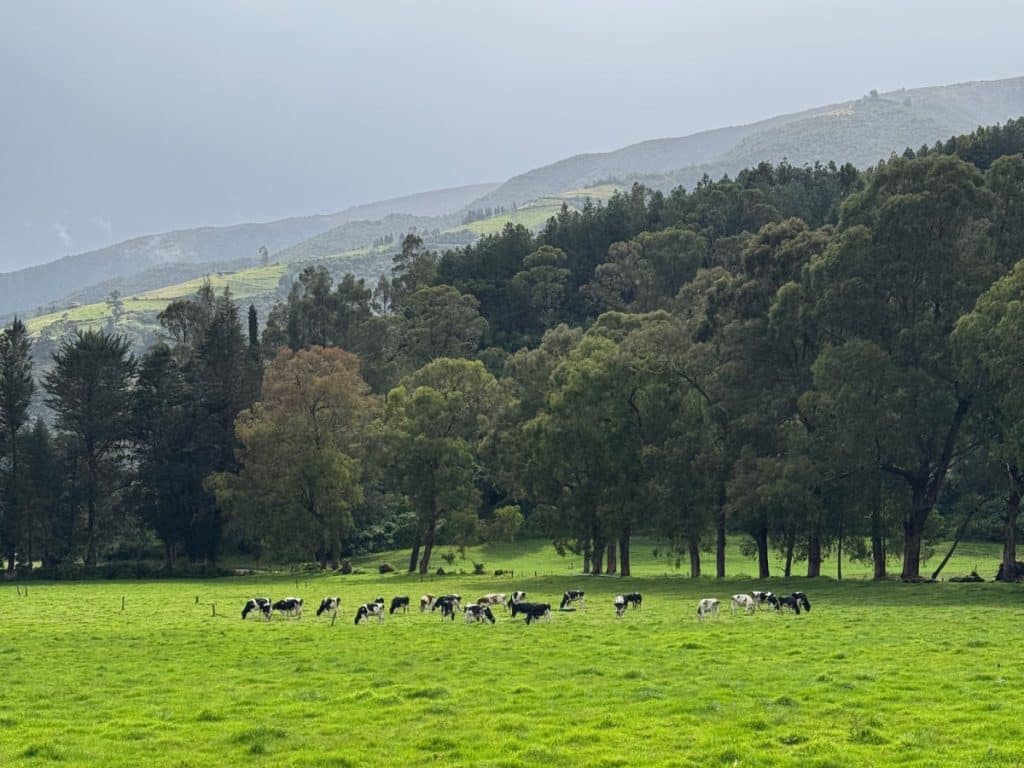 cows in field in front of mountains at Hacienda Zuleta