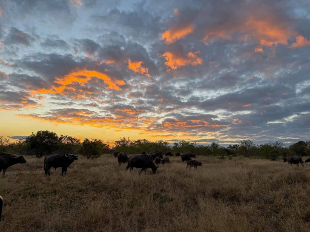 African (Cape) Buffalo at sunset in Thornybush Game Reserve in South Africa