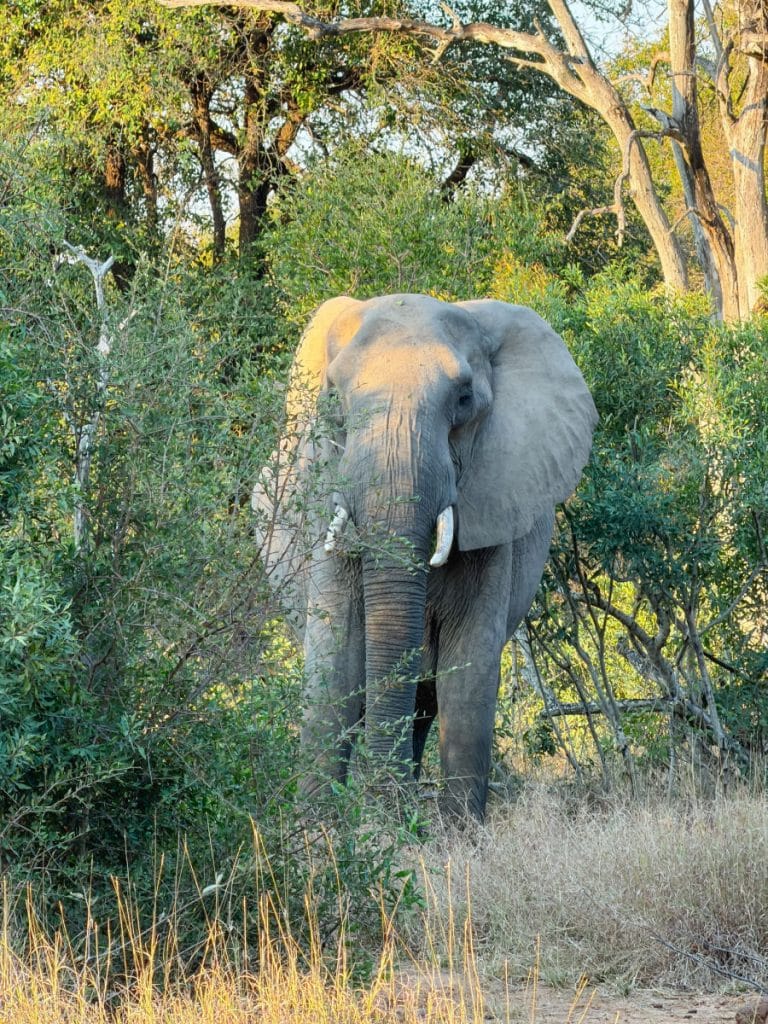 Elephant in the sunlight at Lion Sands Ivory Lodge game preserve in Sabi Sands near Kruger in South Africa