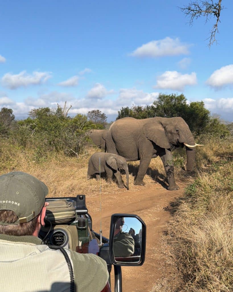 Mom and baby elephant crossing the road in Thornybush Game Reserve South Africa