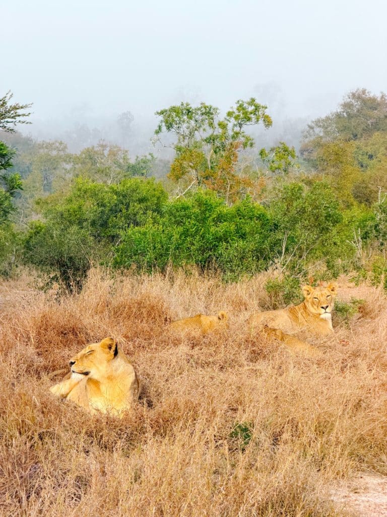 Lionnesses in grass in Thornybush Reserve in South Africa early in the morning