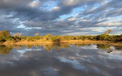 Thornybush Game Preserve lake reflection with hippos