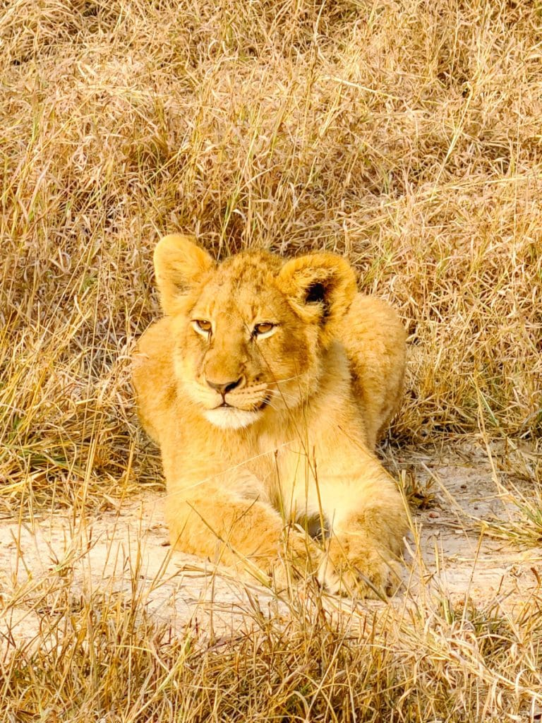 Lion cub in Thornybush Game Reserve