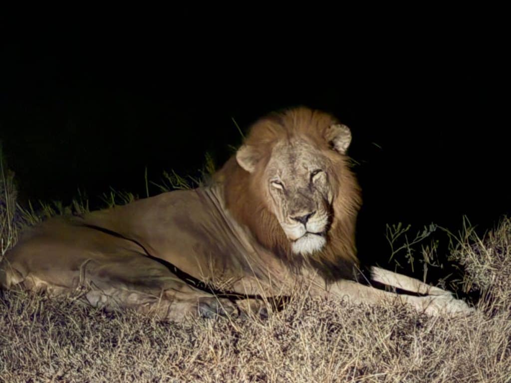 male lion with head turned at night in Thornybush game preserve