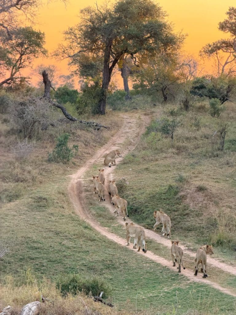 Lion Sands Ivory Lodge review - lions on road walking up a hill at sunset