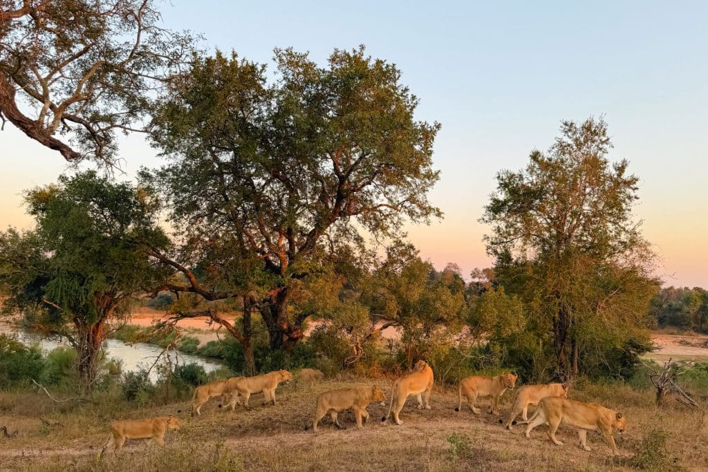 Lion Sands Ivory Lodge female lions in the road at sunset