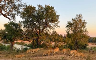 Lion Sands Ivory Lodge female lions in the road at sunset