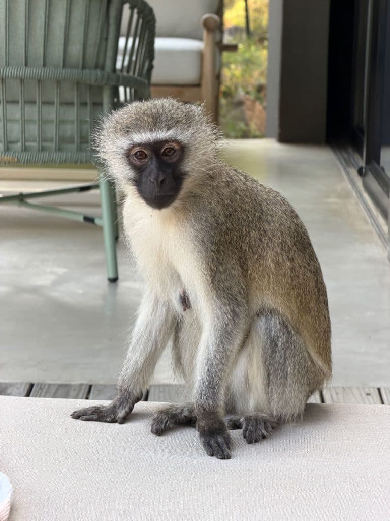 Monkey at Lion Sands Ivory Lodge
