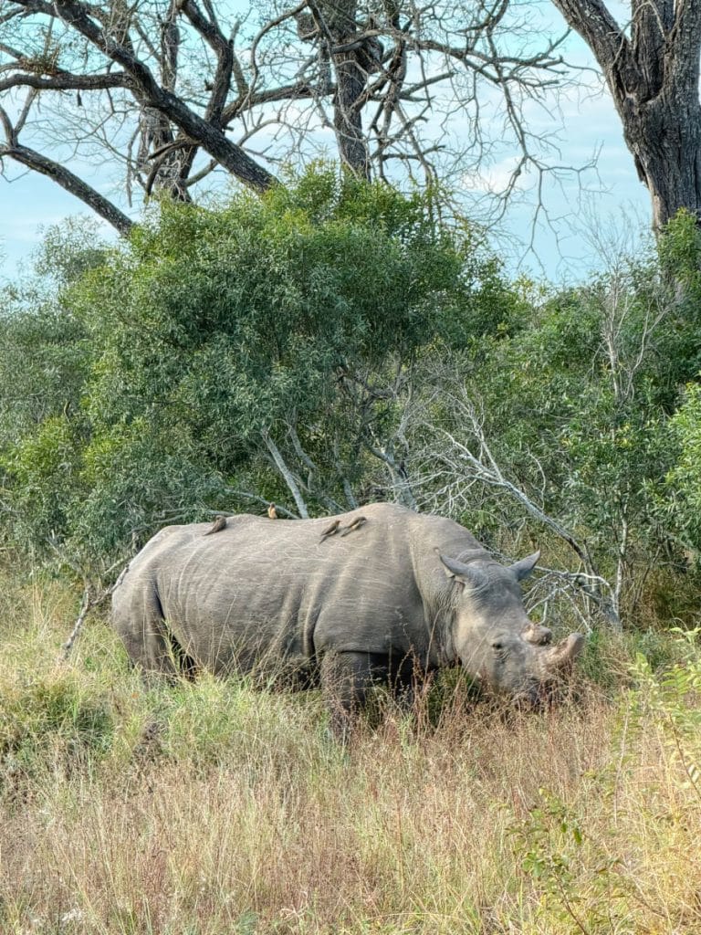 White rhino in South Africa with birds on its back in Thornybush Reserve